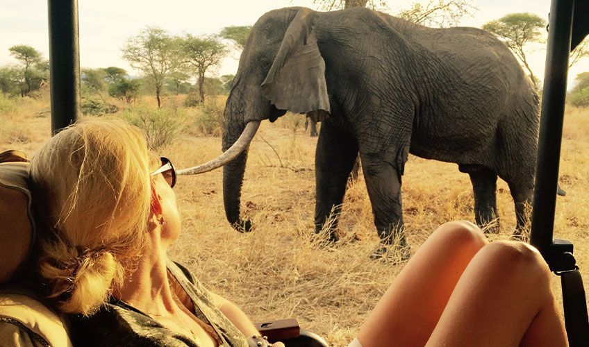 femme en train d'observer un lphant depuis un 4x4 de safari