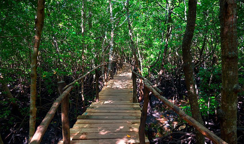 balade dans la forêt de Jozani à Zanzibar