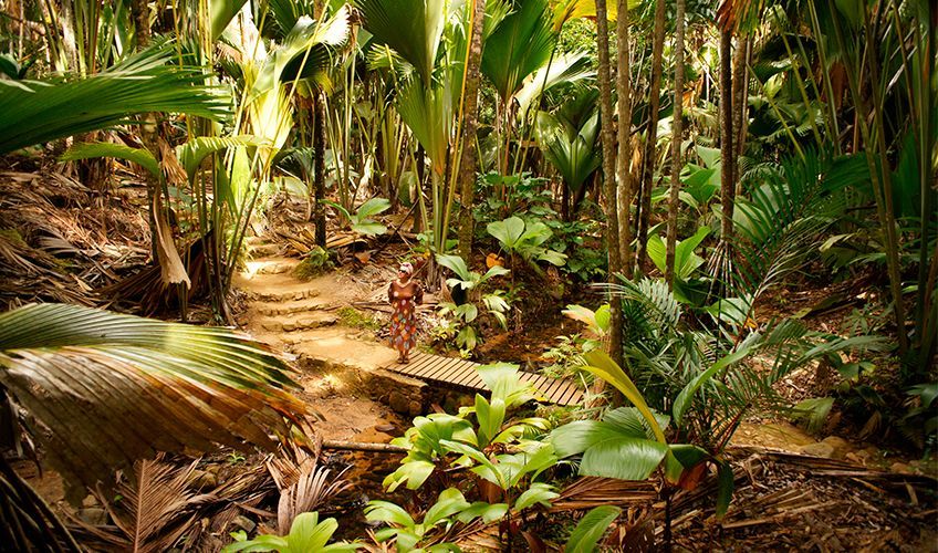 déambuler dans la Vallée de Mai aux Seychelles