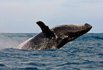 baleine big five afrique du sud baleine big five afrique du sud