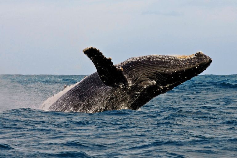 baleine afrique du sud