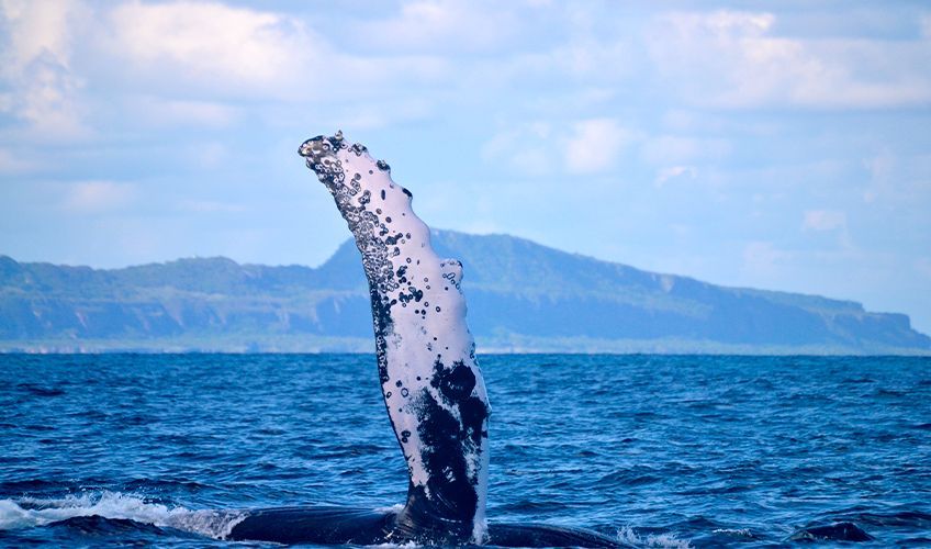 baleine dans la baie de Samana en République dominicaine