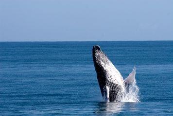 baleine repdom baleine repdom