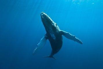 baleine reunion baleine reunion