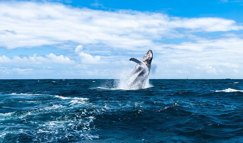 baleine dans la p�ninsule de Samana en R�publique Dominicaine