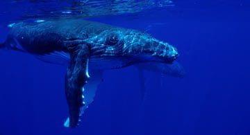 baleines polynesie