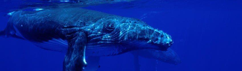 La saison des baleines dans les eaux polynésiennes