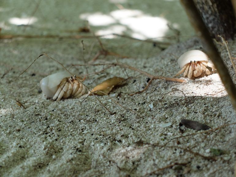 bernard l'hermite cocoon maldives