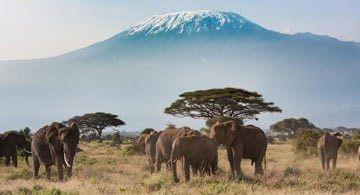 A la rencontre des « Big Five » en Tanzanie