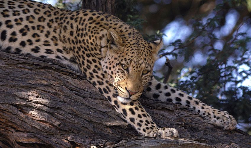 leopard se reposant sur une branche dans le parc du Serengeti au Kenya
