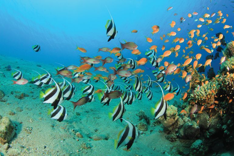 ile maurice ile aux aigrettes