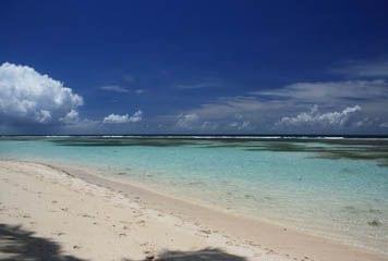 bois jalon guadeloupe bois jalon guadeloupe