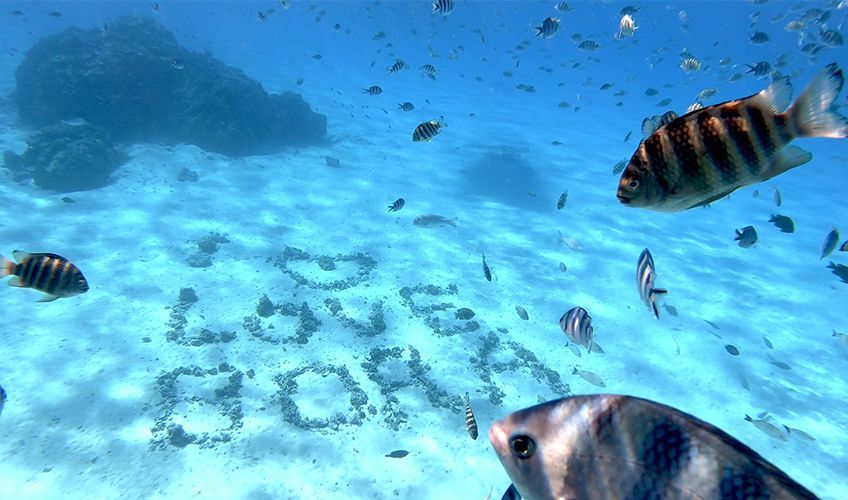 poissons dans le lagon de Bora Bora en Polynsie