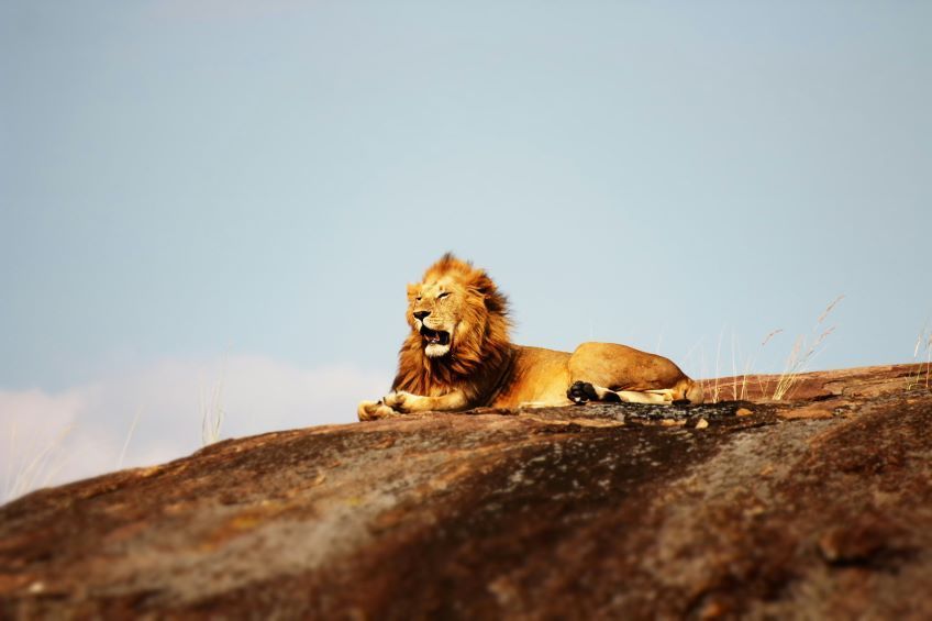 lion sur un rocher pendant un safari en Tanzanie