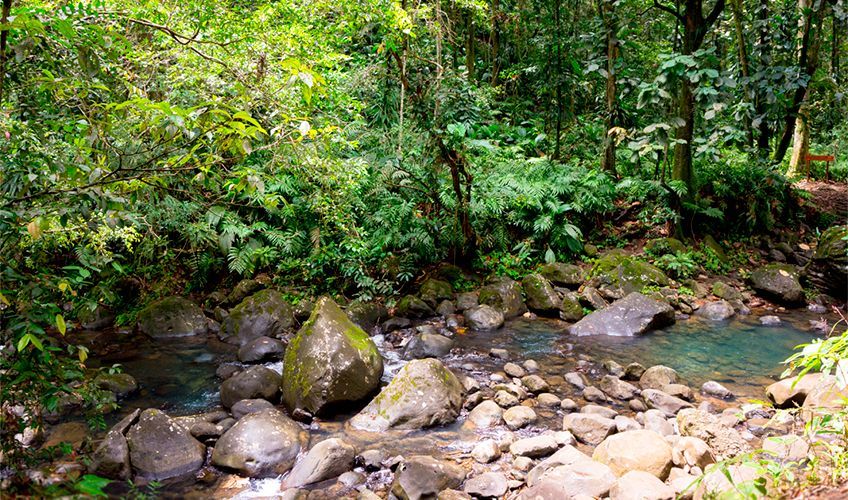 Cascade du saut des Trois Cornes en Guadeloupe