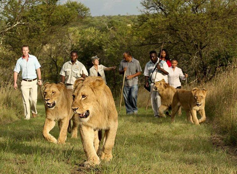 parc casela ile maurice lions