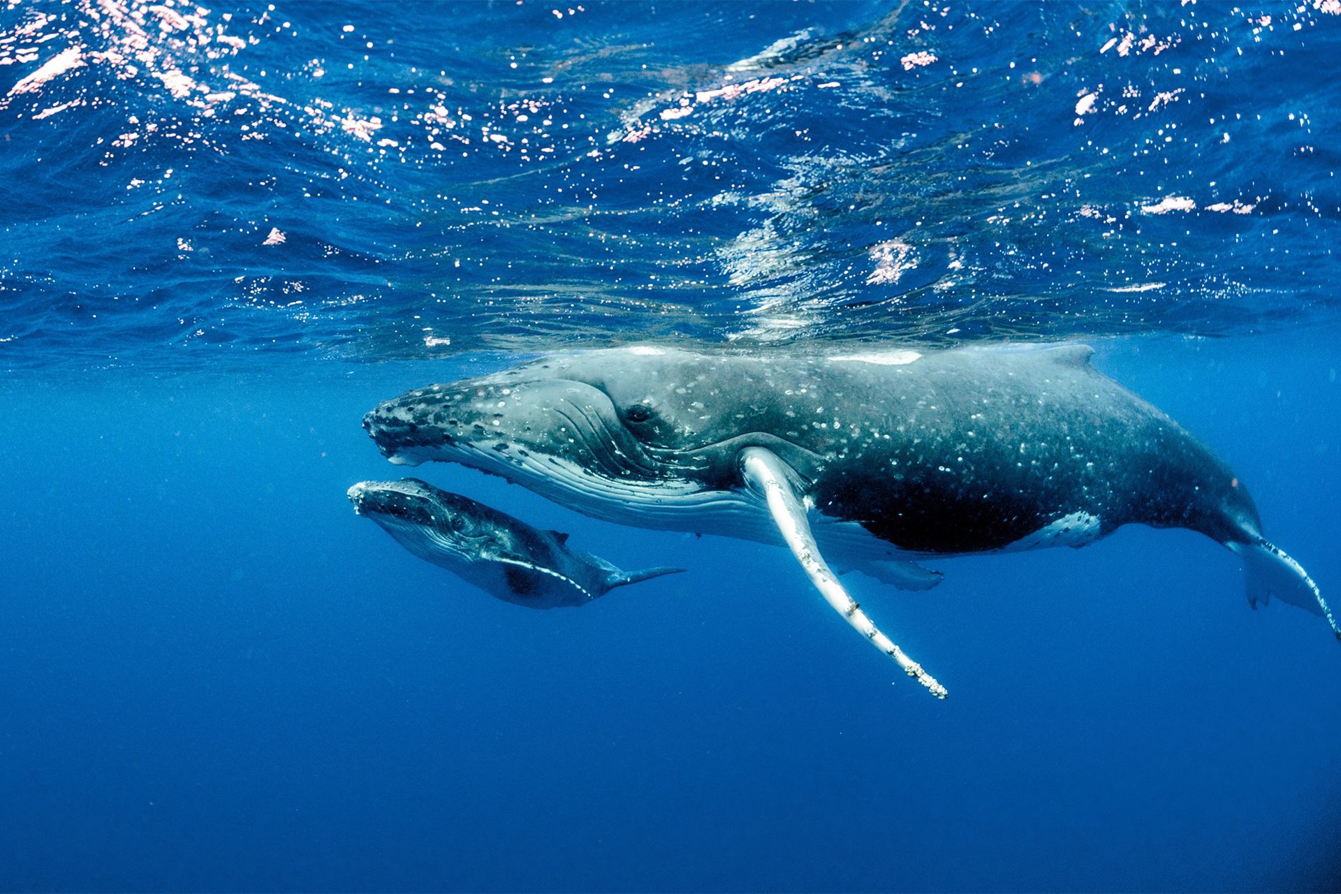 Observation des c�tac�s en Guadeloupe