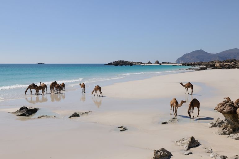 dromadaires oman