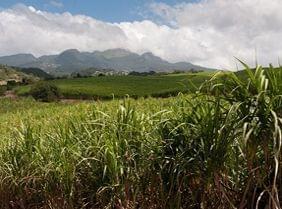 3 distilleries de rhum incontournables  visiter en Guadeloupe