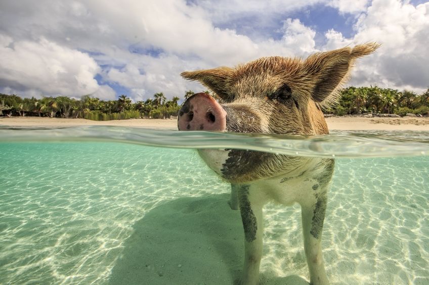 baignade avec les cochons nageurs dans les exumas