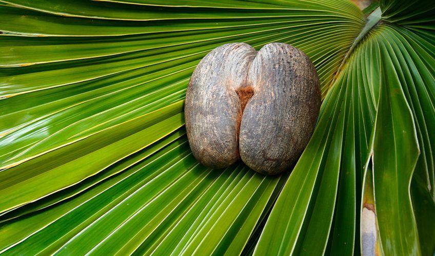 les fameux coco fesses des Seychelles