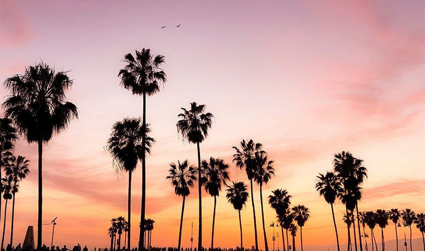 coucher de soleil sur les palmiers de Los Angeles