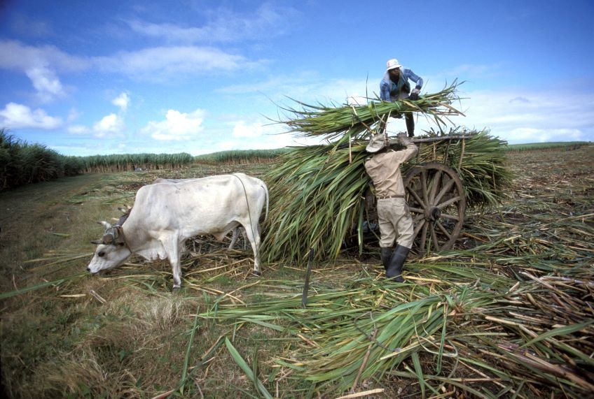 coupeur de canne a sucre en guadeloupe
