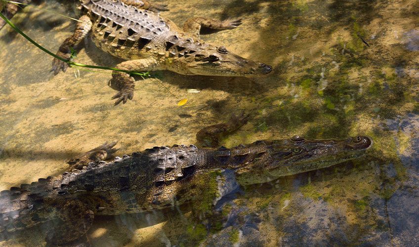 crocodiles en R�publique Dominicaine