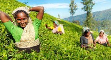 Vous êtes plutôt Aventure ou Culture ? Duo gagnant au Sri Lanka