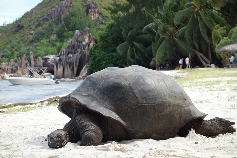 tortues seychelles