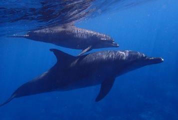 dauphins big five afrique du sud dauphins big five afrique du sud