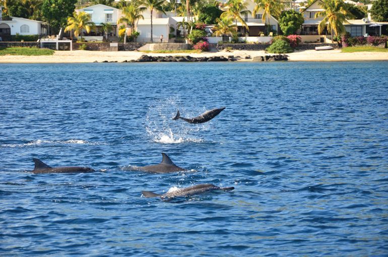 dauphins ile maurice