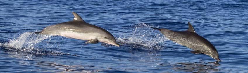 Zanzibar : rencontre avec les dauphins dans la baie de Menai