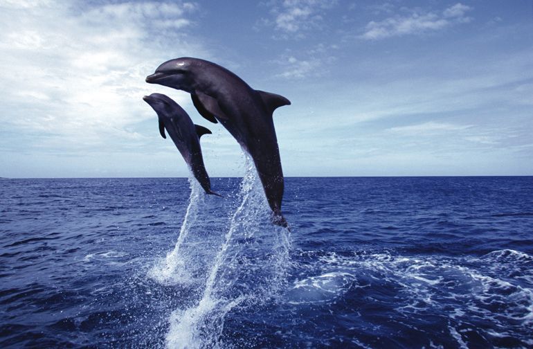 dauphins oman