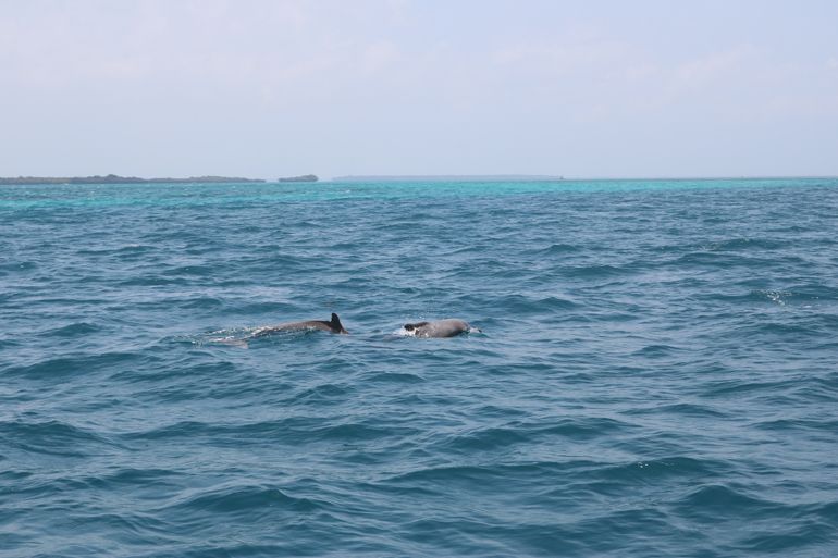 dauphins  zanzibar