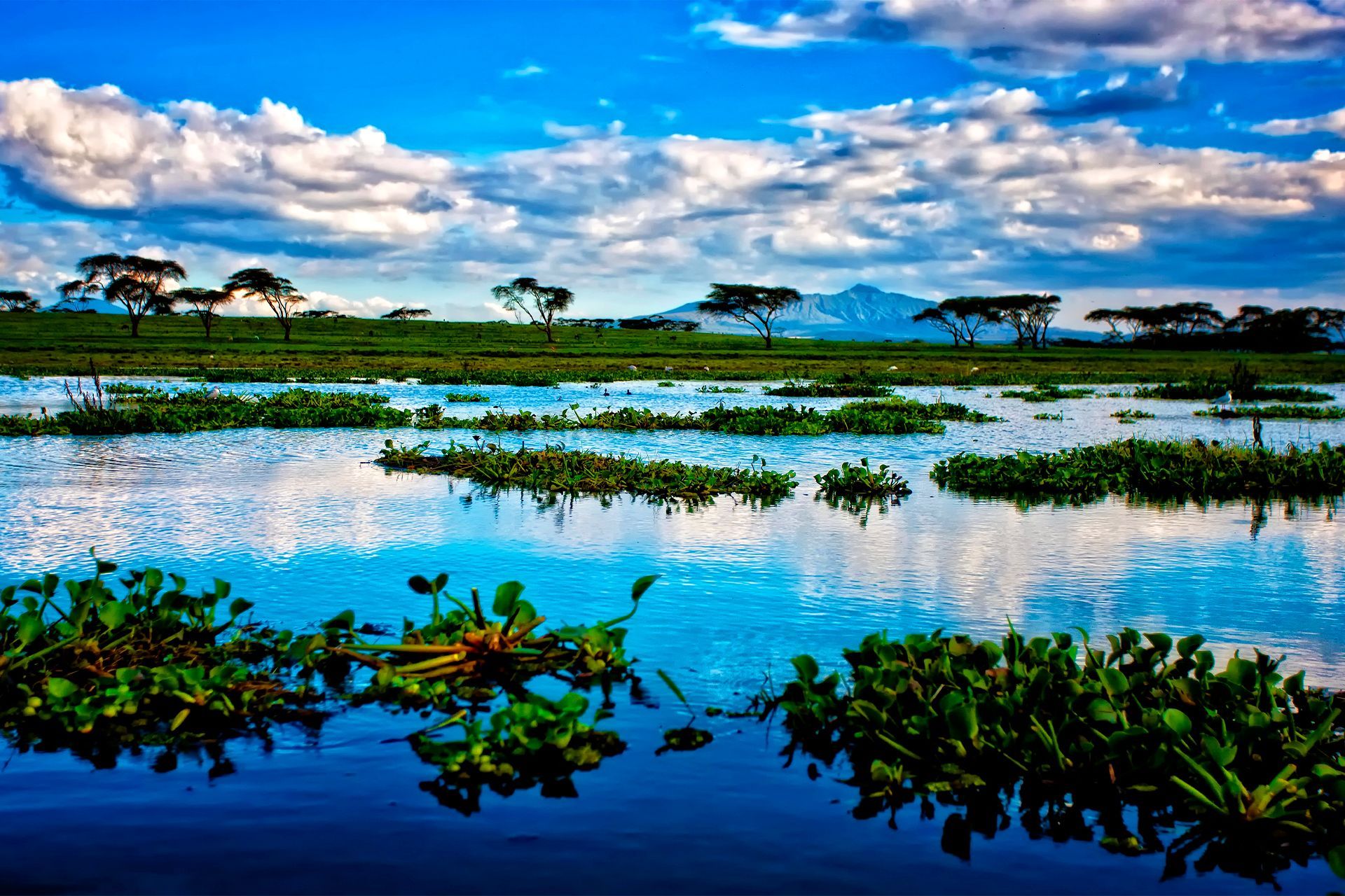 À la découverte du lac Naivasha au Kenya