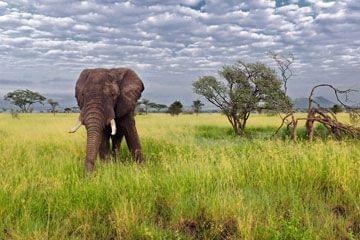 Des éléphants dans un parc en Tanzanie Éléphants dans un parc en Tanzanie
