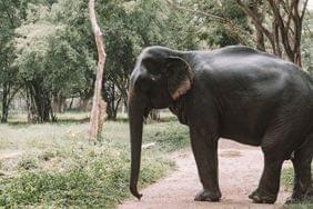 Pourquoi nous avons décidé de ne plus proposer de balades à dos d'éléphant ?