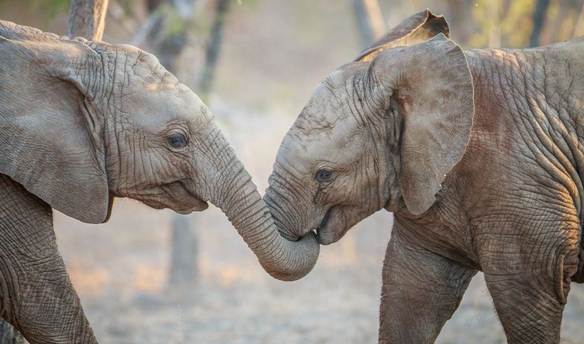 �l�phants dans le parc Kruger en Afrique du Sud