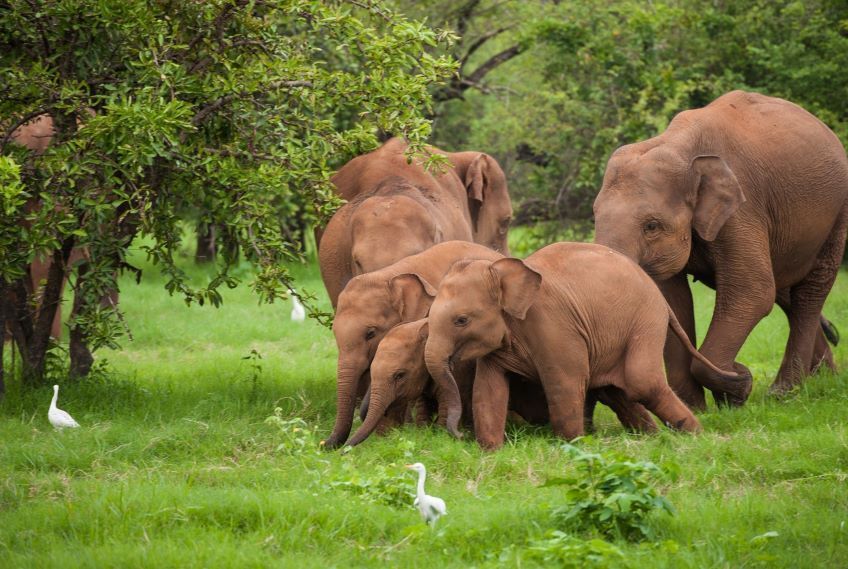 éléphants au Sri Lanka