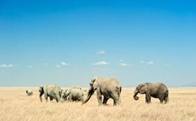 Top 5 des rencontres animalières inoubliables de nos belles destinations