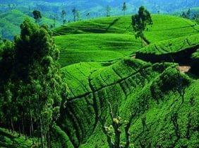 Le Sri Lanka, une destination pour toute la famille