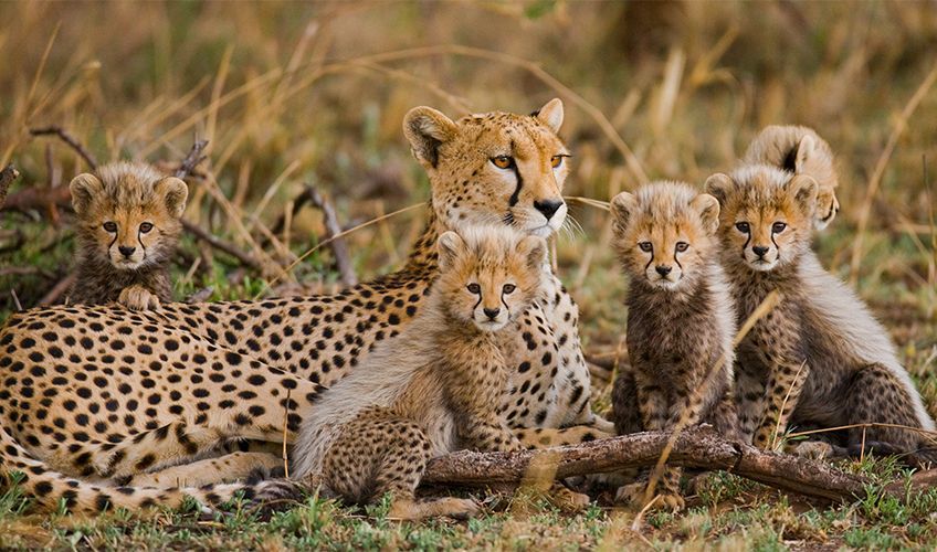 famille de léopards en Tanzanie