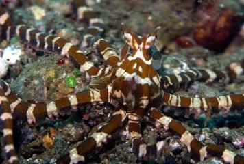 faune plongee bali faune plongee bali