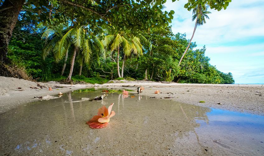 fleur d'hibiscus sur une plage en Polynsie