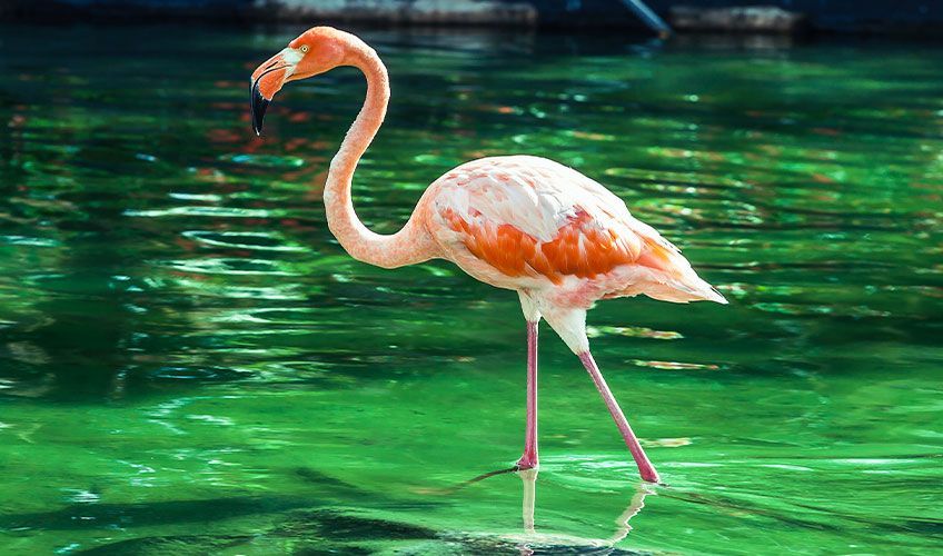 flamant rose en R�publique Dominicaine