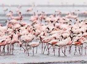 La Tanzanie hors des sentiers battus : le lac Natron