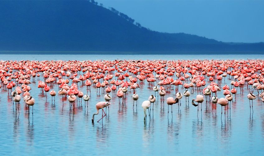 flamants roses sur le lac de Manyara en Tanzanie
