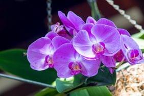 Les plus beaux jardins de nos les