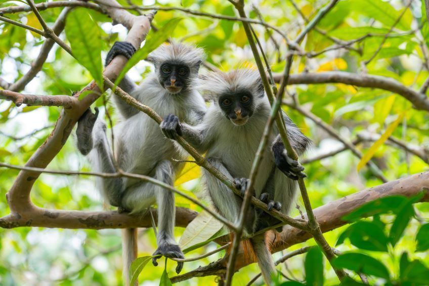 singe dans la forêt de Jozani à Zanzibar